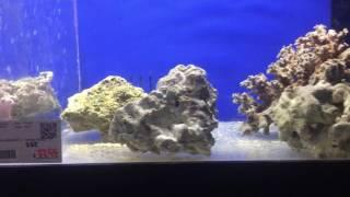 PremiumAquatics Fish Video for 5-13-2017 - Purple Tang Sale