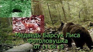 Медведь Барсук и Лиса Фотоловушки от 11 08 19