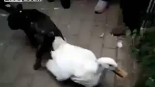 PERRO SE QUEDA PEGADO A PATO