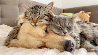 Amazing Love Between Golden Retriever and Cats