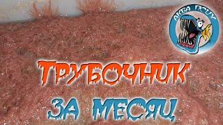 Развожу трубочник.  Результат за месяц