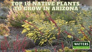 Top 10 Native Plants to Grow in Arizona 