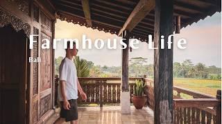Bali Rice Field Farmhouse  - A Relaxing Stay: Daily Routine, Sound of Nature