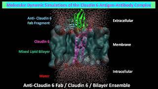Molecular Dynamic Simulation of Claudin 6 Antigen Antibody Complex - Short