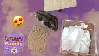 РАЗВЛЕЧЕНИЯ ДЛЯ ХОМЯКОВ / DIY | Hamsters Family