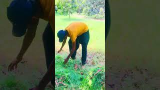 The simple village life work #nature #village #lifestyle #fieldwork