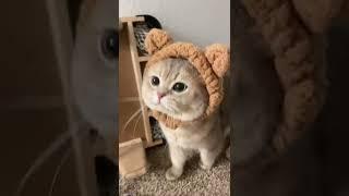 TikTok Channel : meow__cash