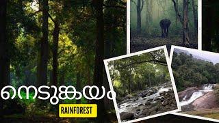 Nedumkayam rain forest | Nilambur tourist spots | tourist spots in malappuram | kerala tourism