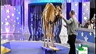 Dan Wallen and Humphery the Camel on Pet Star.