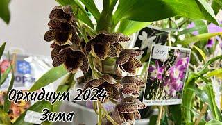 Зимний Орхидиум || Обзор выставки и продажи орхидей и растений|| Orchidium 2024 