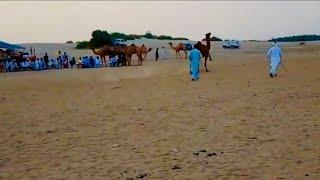 Camel dances|camels cultural day|میلہ|رقص الجمل|camel race