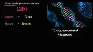 ДНК  (видео 4) | ДНК. Молекулярная генетика | Биология