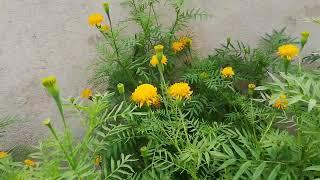 Golden Daspetiya Tree (Tagetes minuta)