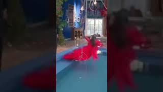 Индийские сереалы   Госпажа невестка 