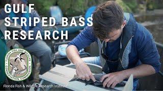 Gulf Striped Bass Research