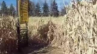Corn Maze Day