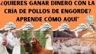 Cómo Empezar Un Negocio De Pollos De Engorde 2024