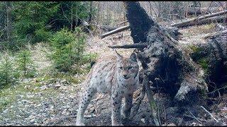 Scent communication between lynx and red deer