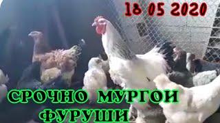 Срочно хуруз мург ва чучачахои фуруши......