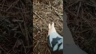 How to set a ratcoon trap