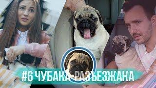 #6 Чубака-разъезжака / Первая прогулка мопса