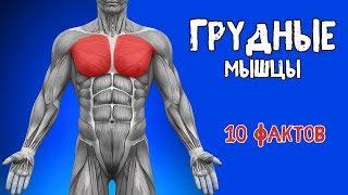 ГРУДНЫЕ МЫШЦЫ. 10 ФАКТОВ. Биомеханика, Тренировки, Анатомия.