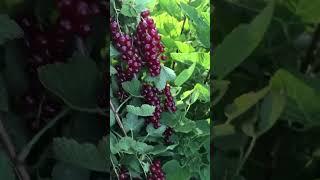Руднеус красная смородина. Промышленный сорт.
