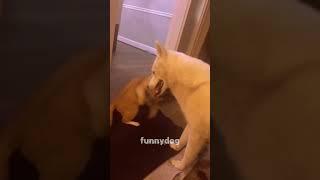 Funny Pets#dog #pets #Funny animals #funnydogs #foryou #forxi