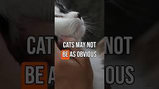 Did you know that cats...