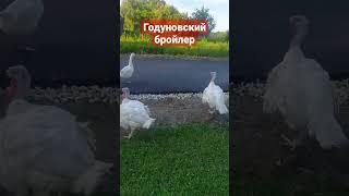 Индюки против гусей