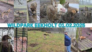 Unser Besuch im Wildpark Eekholt am 01.02.2025 - Der kleine Rundweg