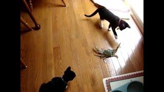 Cat  vs crab  || Funny  Video ||2020 best fight.