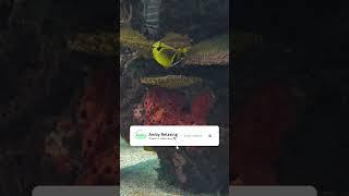 Aquarium In 4K HDR Dolby Vision Demo #shorts #shortvideo #yearofyou