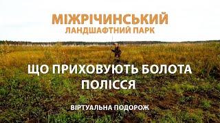 Найбільше болото України: Що приховує Міжрічинський парк? Таємниці Українського Полісся.