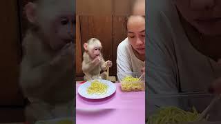 It's time for lunch #monkey#cutepet#funnyanimalvideos#animalZoo