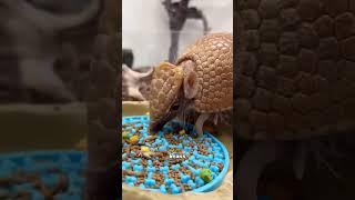Armadillo #animals #cute #armadillo