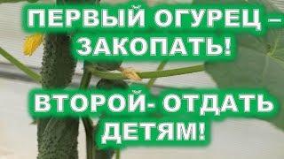 Первый огурец - закопать! Второй - отдать детям! Нужно ли придерживаться старой традиции от 22 июля?