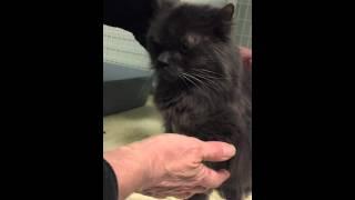 Reiki Shamanic Energy Healing for Cat Leroy