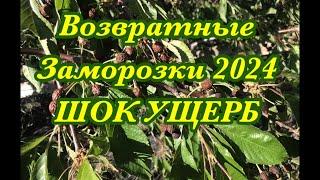 Возвратные заморозки 05.05.2024г. Шок ущерб.