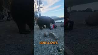 Bear Walks Into Campsite – What Happens Next SHOCKED Everyone || #shorts #animals #viral #bear