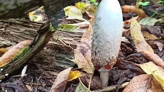 Интересный съедобный гриб, который редко берут, навозник белый (Coprinus comatus)