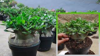 How to Keep Adenium Plants Healthy During the Rainy Season | Desert Rose Bonsai