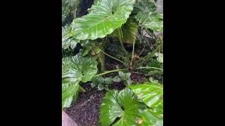 WOW! TROPICAL PLANTS ON THE WILD