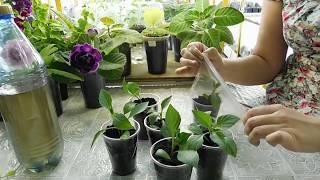 РАССАДА ГЕОРГИНОВ ИЗ ЧЕРЕНКОВ ! How to grow seedlings of dahlias