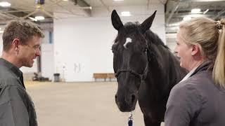 Equine Podiatry Service | Colorado State University Veterinary Health System