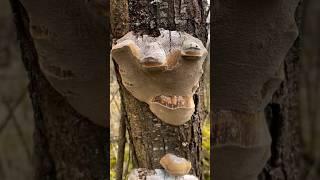 Может дух леса выглядит именно так Дизайнерский Desinger's mushroom Трутовик Ganoderma applanatum