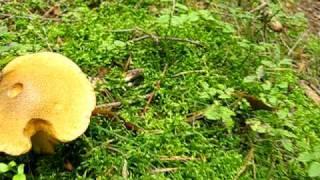 Hřib strakoš - Suillus variegatus 17.09.09