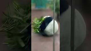 This panda thinks his a bowling ball 