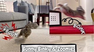 Bunny BINKY And ZOOMIES Compilation