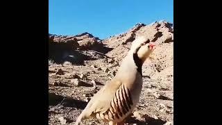охота кеклик keklik avi